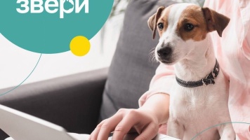 Регистрация владельца и питомца на портале “Все Звери» 