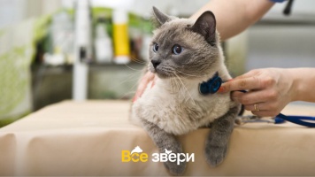 Госдума планирует ввести налоговый вычет за услуги ветеринарных врачей