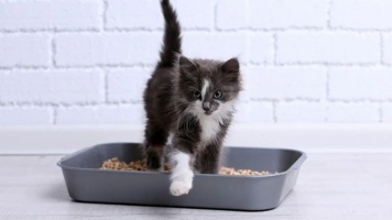 Приучаем котенка к лотку 