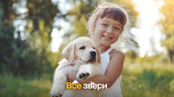  Как подготовить ребенка к появлению щенка