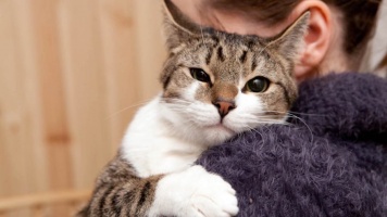 Каких людей любят кошки