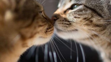 Как успокоить кошку в брачный период 