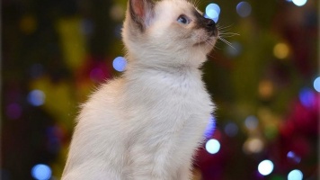 Самые маленькие кошки 
