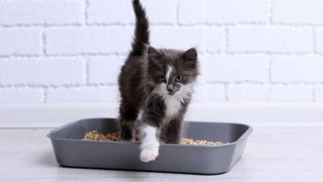 Приучаем котенка к лотку 