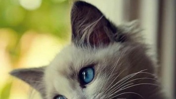 Как узнать, что кошке скучно? 