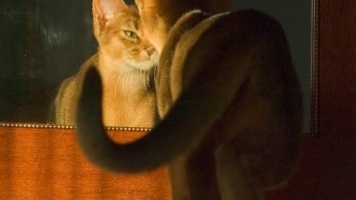 Кошка в зеркале ?