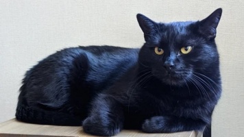 5 важных нюансов для владельцев кошек 