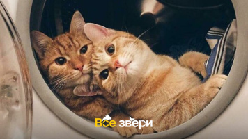 Есть ли в кошачьих объятиях любовь, и чем они похожи на людей