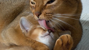 Вынашивание котят 