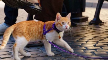 Выгуливаем кошку на улице 