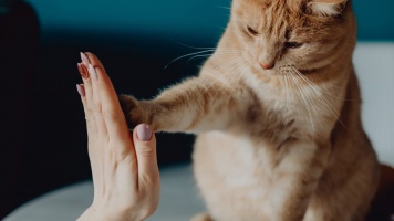 Как отучить кота «метить» территорию 