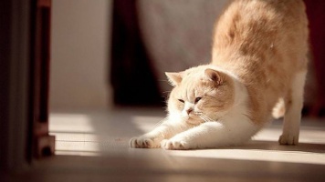До какого возраста растут кошки 