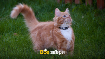 Вернулись домой спустя 7 лет: удивительные истории пропавших животных