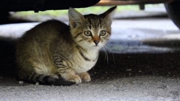 Приручаем «дикого» котенка 