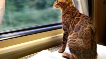 Перевозка животных