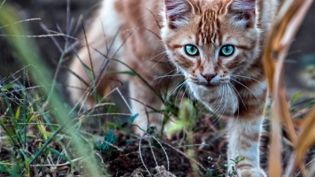 Удивительные способности кошек 