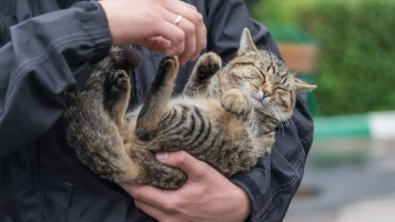 Если подобрали бездомную кошку