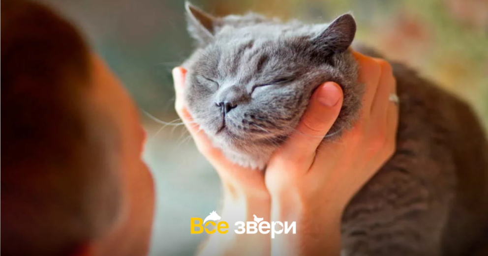 5 скрытых признаков счастливой кошки