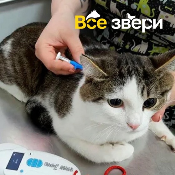 Зачем чипировать питомца? 