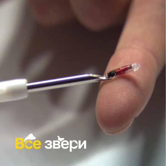 Что такое микрочип и как он работает 
