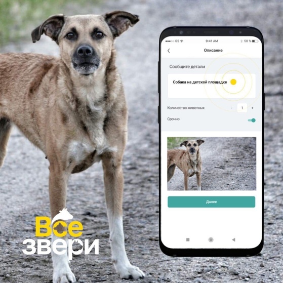 Мобильное приложение «Поиск животного»