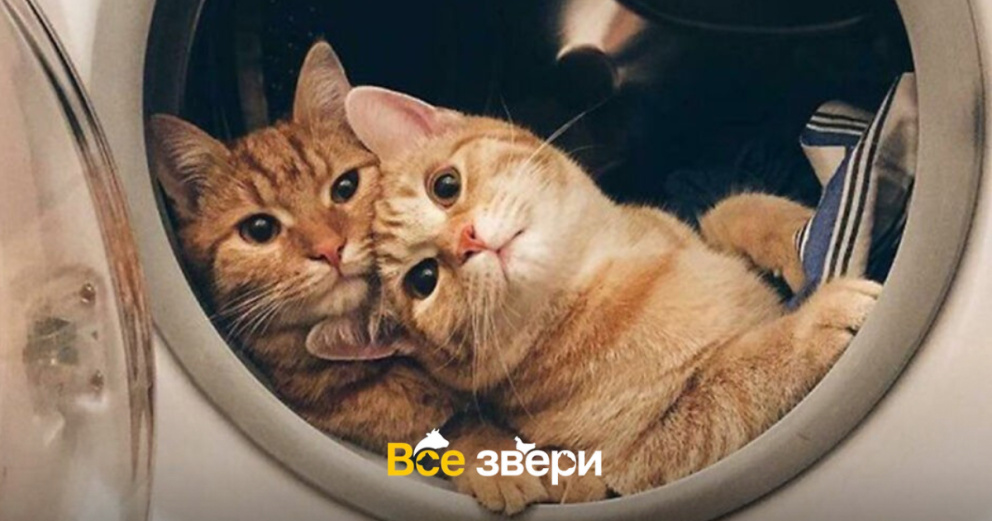 Есть ли в кошачьих объятиях любовь, и чем они похожи на людей
