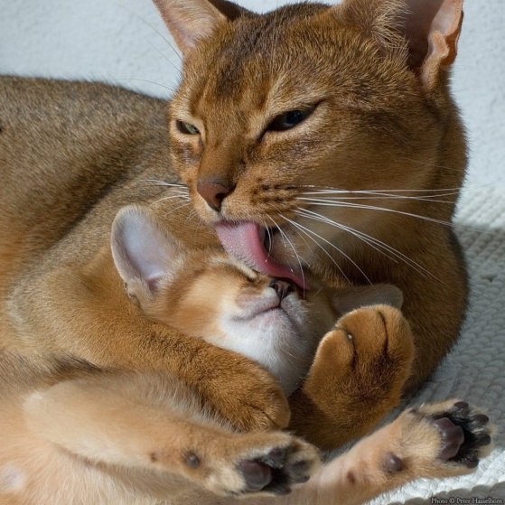 Вынашивание котят 