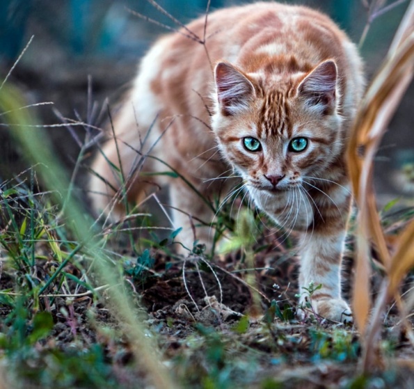 Удивительные способности кошек 